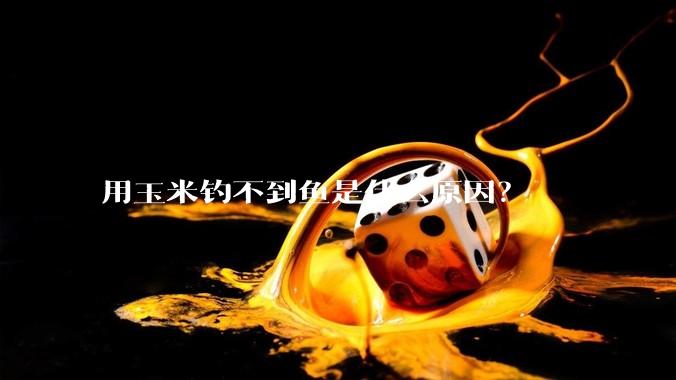 用玉米钓不到鱼是什么原因？