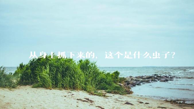 从身上抓下来的，这个是什么虫子？